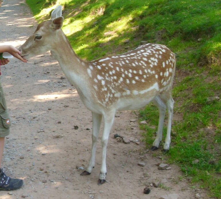 Wildpark Gersfeld