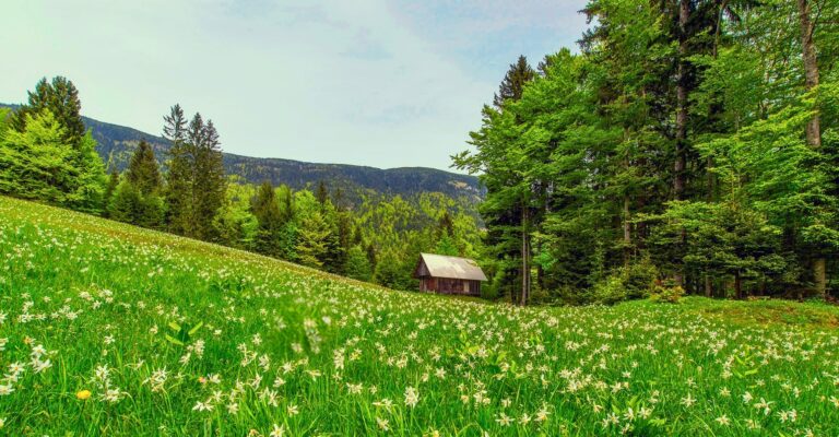 Die Rhön im Sommer